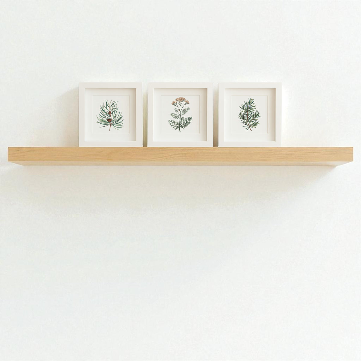 A light wooden shelf on a white wall displays Mirabilia Boutique’s Winter Botanical Trio—three framed prints featuring pine, yarrow, and rosemary, each with green leaves in simple white frames.